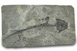 Early Permian Reptiliomorph (Discosauriscus) - Czech Republic #318017-1